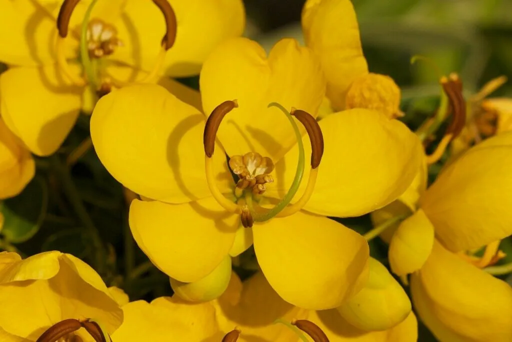Butterfly Bush Senna pendula 100 Seeds  USA Company