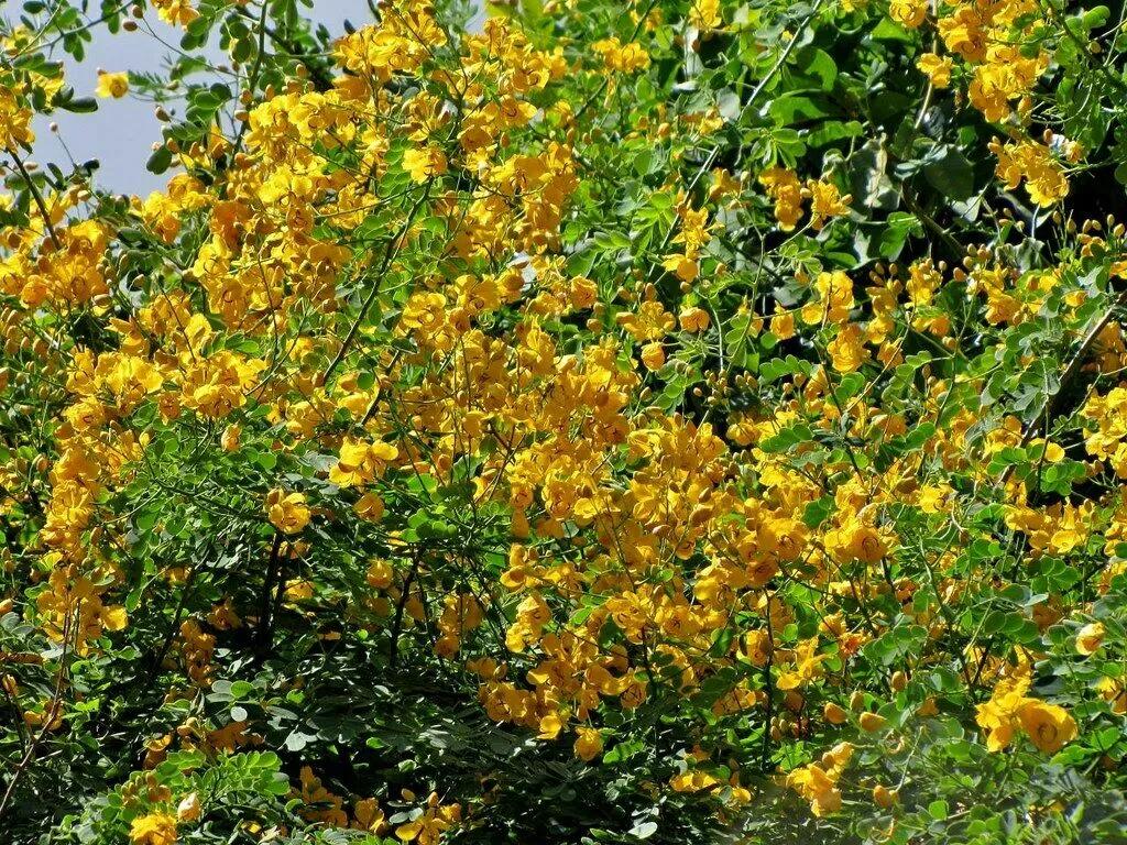 Butterfly Bush Senna pendula 100 Seeds  USA Company