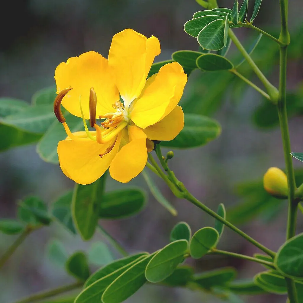 Butterfly Bush Senna pendula 100 Seeds  USA Company