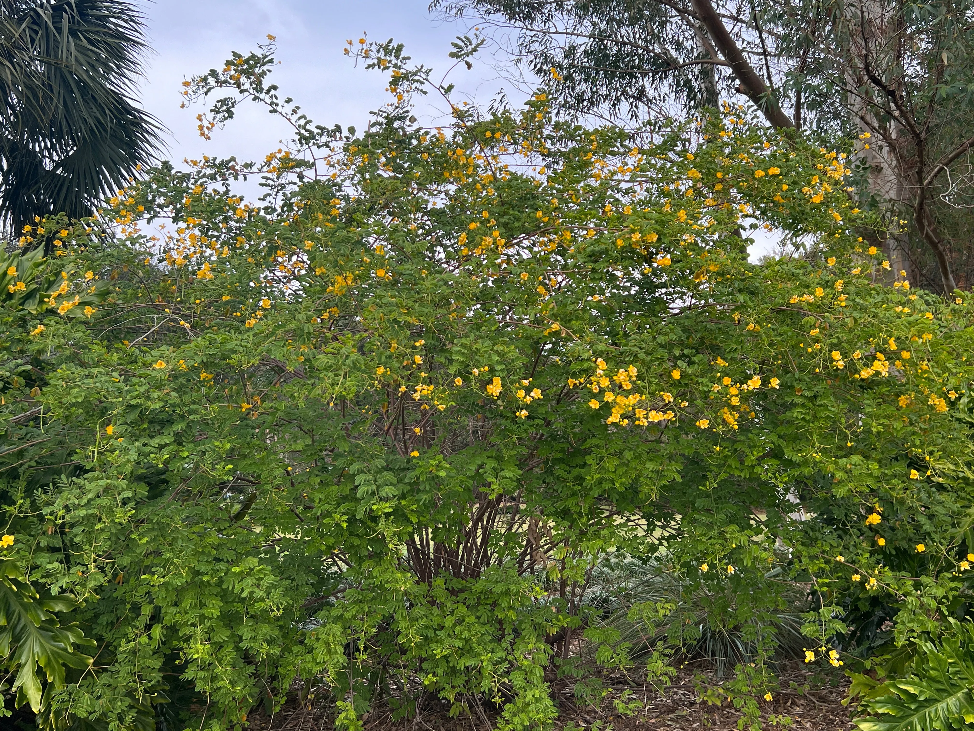 Butterfly Bush Senna pendula 100 Seeds  USA Company