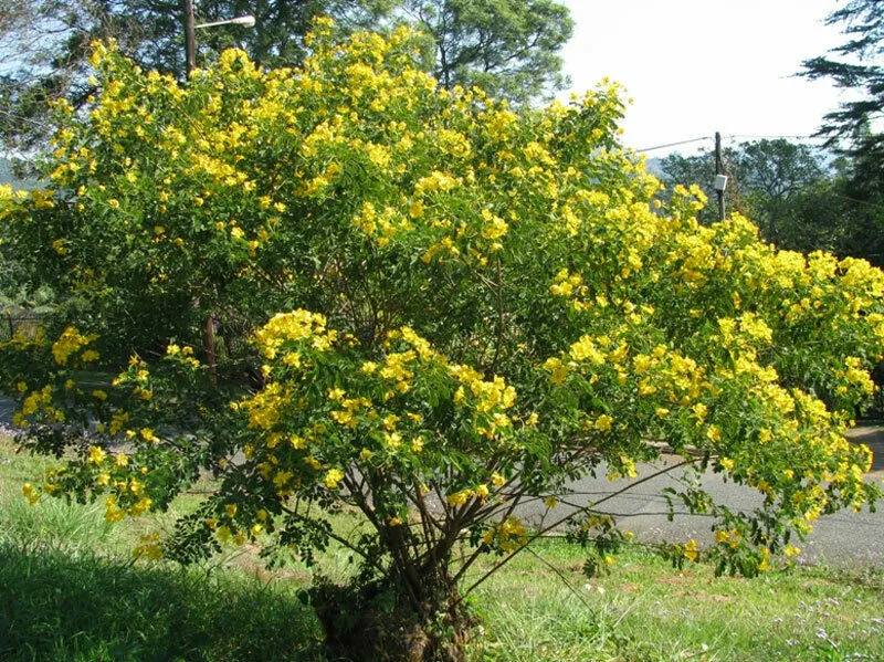 Butterfly Bush Senna pendula 100 Seeds  USA Company
