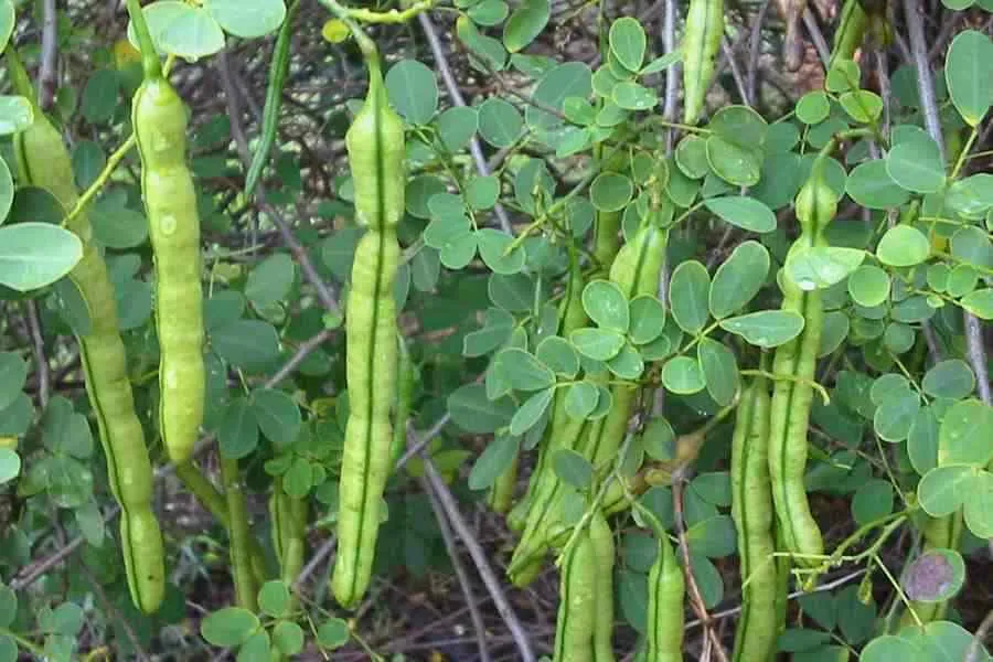 Butterfly Bush Senna pendula 100 Seeds  USA Company