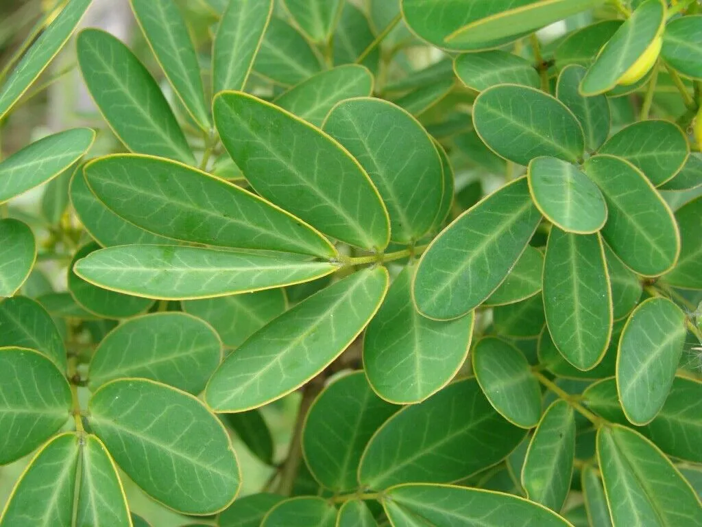 Butterfly Bush Senna pendula 100 Seeds  USA Company